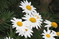 Daisy Ox-Eye Chrysanthemum Leucanthemum